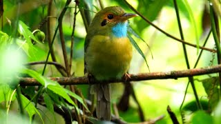 Bluethroated Motmot Calling [upl. by Froh]