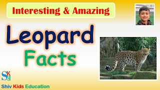 Leopard Facts  Leopard For Kids  Animal facts guide  animal facts website [upl. by Nabatse]