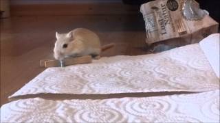 Gerbils being cute amp funny [upl. by Janerich]