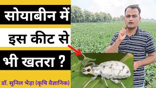 सोयाबीन में ग्रे वीविल भविष्य में बड़ा खतरा बन सकता है यदि यही हाल रहा तो soybean khetikadoctor [upl. by Shirleen]