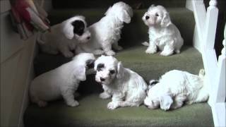 Sealyham Puppies on Stairs [upl. by Ical]