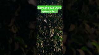 Sparrow bird banglasadsong music nature love Samsung s23 ultra [upl. by Ylecara]