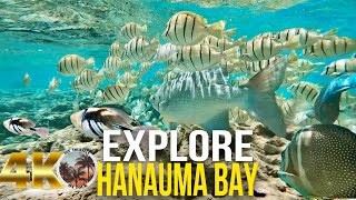 4K HANAUMA BAY Nature Preserve  One of the Best Snorkeling Spots in the World  Hawaii Tour 2022 [upl. by Anilram]