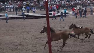 Cheyenne Frontier Days Rodeo [upl. by Menendez]