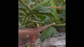 Some ants on its way mollusks snail insects ants gardenlife mybackyard habitat ecosystem [upl. by Janine]