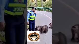 quot¡Monos Peleando con un Policía 🐒👮‍♂️😂  ¡El Desorden del Año 🤣quot [upl. by Geoffrey221]