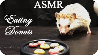 ASMR Happy the Hedgehog eats crunchy donuts while you sleep NO TALKING [upl. by Cr]