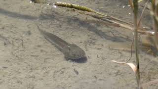 Various Tadpoles Swim around the Rice Paddy [upl. by Serena]