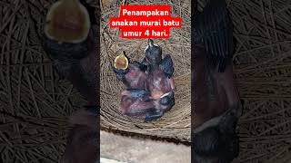 Penampakan anakan murai batu usia 4 hari [upl. by Tatiania151]