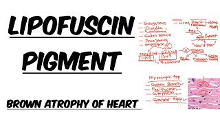 Lipofuscin Pigment  Simplified Explanation  Image [upl. by Eigger]