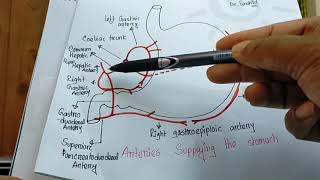 Blood supply of stomach [upl. by Nedearb]