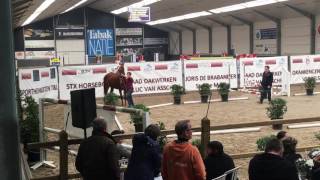 Optima Van Den Bisschop 2yo  winner Belgian Youngster Trials  ROUND 1 [upl. by Clarkin383]