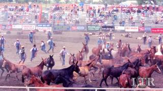 An Introduction to Bishop Mule Days [upl. by Danyette]