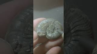 Pyrite Ammonite [upl. by Pulsifer]