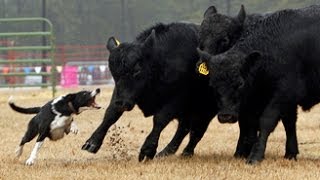 Watch cattle dogs in action at Southern Farm Show [upl. by Eetse]