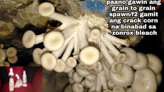 How to make mushroom spawn f2 grain to grain using crack corn and zonrox bleach [upl. by Naerb]