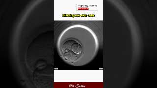 19 Fertilization in IVF  Animated Video srichakrahospital udumalpet doctor ivf [upl. by Carolan327]