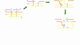 Roturas de la doble cadena del ADN [upl. by Brinkema]