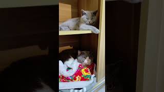 Cute baby cat cat lovecats cats catvideos kittens catlover princesscat  1 279 [upl. by Etteuqal503]