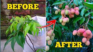 How To Grow Lychee Plant At Home In Pot IN HINDI Lychee Plant Growing At Home With Care Tips [upl. by Ahseram]