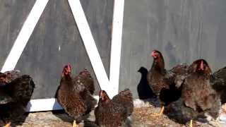 Chicken Hill Poultrys Blue Laced Red Wyandottes  BLRW 2013 [upl. by Lanctot114]