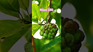 Nikon Z50 Review [upl. by Ayad482]