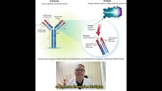 Anticorpos Monoclonais mAbs  Parte 1 [upl. by Juley979]