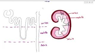 143 Kidney amp Nephron StructureCambridge AS A Level Biology 9700 [upl. by Hsur]