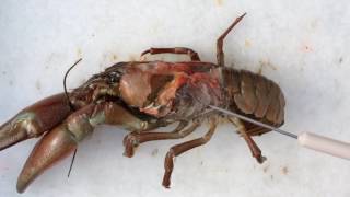 Crayfish Dissection [upl. by Scriven]