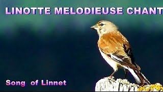 LINOTTE MELODIEUSE  Chant  singing Linnet [upl. by Ardnua371]