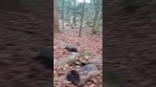 Ill be out here for the rest of ever camp camping bushcraftcamping survival bushcraft howto [upl. by Pansir183]