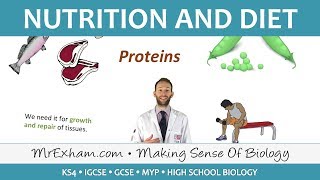 Nutrition and Diet  GCSE Biology 91 [upl. by Nallaf]