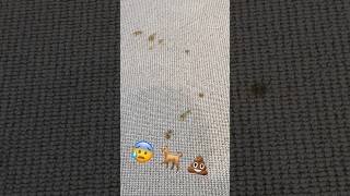 Cleaning pet stains off wool carpets made easy shorts [upl. by Notgnihsaw]