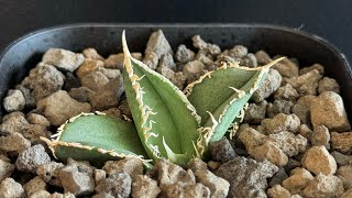 20240926 アガベ・チタノタ 白毫刺（芽）006｜agave titanota [upl. by Assirak]