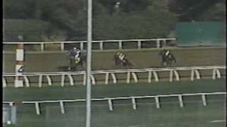 Landaluce  1982 Hollywood Lassie Stakes  Extra Camera Views [upl. by Yroj]