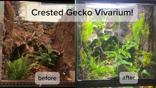 Crested Gecko Vivarium Build 18x18x24 planted tank [upl. by Edan]