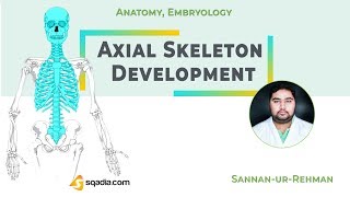 Axial Skeleton Development  Medical Embryology Video Lecture  VLearning  sqadiacom [upl. by Airehs883]