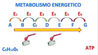 IL METABOLISMO ENERGETICO [upl. by Aciraa]