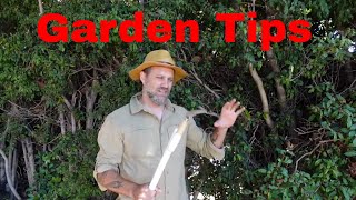 Garden tips for a better hedge and agapanthus [upl. by Aihsemak]