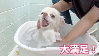 「オフロハイ」お風呂が上りは嬉しくてハイテンションのチワワ犬 [upl. by Yennor]