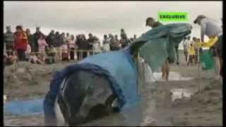 NOBBY the Orca beach stranding 3News with Dr Ingrid N Visser [upl. by Damarra]