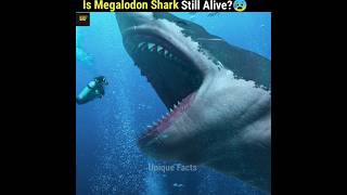 Is The Megalodon Shark Still Alive [upl. by Ahsenaj]