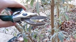 When and How to Prune Butterfly Bushes [upl. by Eserrehs]