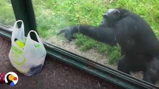 SMART Chimp Asks Zoo Visitors For Drink  The Dodo [upl. by Earazed]