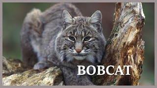 Bobcat scream hidden in the forest [upl. by Nnylannej]