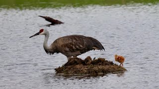 Sandhill crane family [upl. by Oderfodog269]