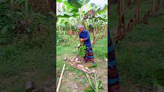 Banana cutting scene Ep 671 shorts viral trending [upl. by Scarlet]