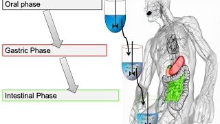 Trypsin Assay for In Vitro Food Digestion 2014 Minekus et al Food amp Function [upl. by Leakcim]