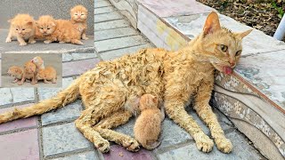 A man helped a dying cat and her kittens You wont believe what happened next [upl. by Adachi]