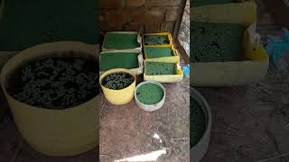 DIY FARM azolla in containers agriculture farming [upl. by Strephon]